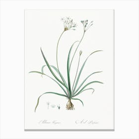 Allium Fragrans Illustration From Les Liliacées (1805), Pierre Joseph Redoute Canvas Print