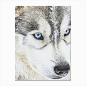 Husky Dog With Blue Eyes. Generated with AI. Art Print 1 Canvas Print