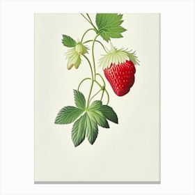 Alpine Strawberries, Plant, Marker Art Illustration Canvas Print