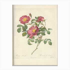 Rose Illustration, Pierre Joseph Redoute (7) Canvas Print