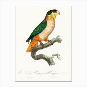 The Black Headed Parrot From Natural History Of Parrots, Francois Levaillant 1 Canvas Print