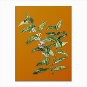 Vintage Andromeda Acuminata Bloom Botanical on Sunset Orange n.0200 Canvas Print