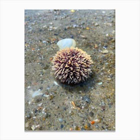 Sea Urchin Canvas Print