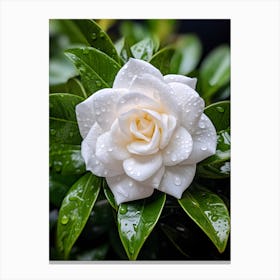 White Gardenia Flower In The Rain Canvas Print