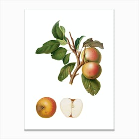 Vintage Pupina Apple Botanical Illustration on Pure White n.0228 Canvas Print