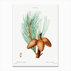 Pitch Pine, Pierre Joseph Redoute Canvas Print