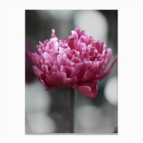 Pink Peony Flower Canvas Print