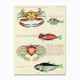Colourful And Surreal Illustrations Of Fishes And Crabs Found In Moluccas (Indonesia) And The East Indies, Louis Renard(30) Canvas Print
