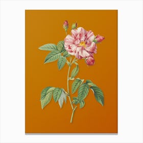 Vintage French Rosebush with Variegated Flowers Botanical on Sunset Orange n.0787 Canvas Print