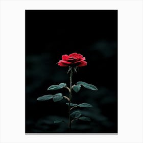 Dark Rose 159 Canvas Print