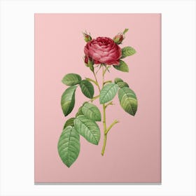 Vintage Red Gallic Rose Botanical on Soft Pink n.0935 Canvas Print