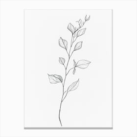 Sketch Of A Plant Canvas Print