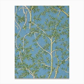 Willow Oak 2 tree Vintage Botanical Canvas Print