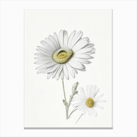 Daisy Floral Quentin Blake Inspired Illustration 2 Flower Canvas Print
