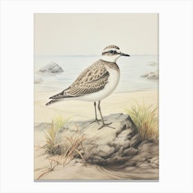 Vintage Bird Drawing Grey Plover 1 Canvas Print