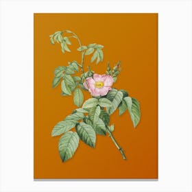 Vintage Apple Rose Botanical on Sunset Orange n.0393 Canvas Print