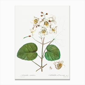 Catalpa Cordifolia, Pierre Joseph Redoute Canvas Print