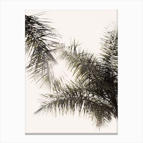 Palm Leaf Trees Canvas Print