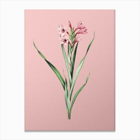 Vintage Sword Lily Botanical on Soft Pink n.0837 Canvas Print