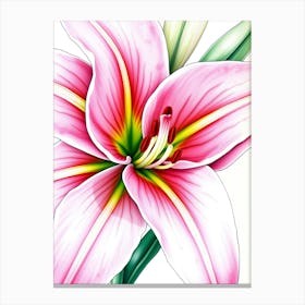 Pink Lily Canvas Print