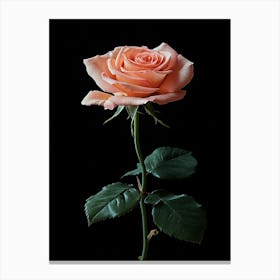 Peach Rose Isolated On Black Background 1 Canvas Print