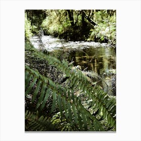 Ferns Canvas Print