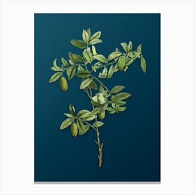 Vintage Apple Berry Botanical Art on Teal Blue n.0229 Canvas Print