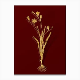 Vintage Ixia Bulbifera Botanical in Gold on Red n.0064 Canvas Print