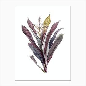 Vintage Cordyline Fruticosa Botanical Illustration on Pure White n.0725 Canvas Print