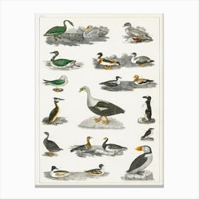 Collection Of Various Birds, Oliver Goldsmith 5 Canvas Print
