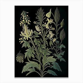 Black Cohosh Wildflower Vintage Botanical 1 Canvas Print