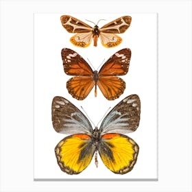 Row Of 3 Orange And Yellow Butterflies Canvas Print