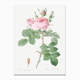 Rosa Bifera Officinalis, Pierre Joseph Redoute Canvas Print