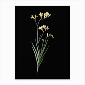 Vintage Freesia Botanical Illustration on Solid Black n.0301 Canvas Print