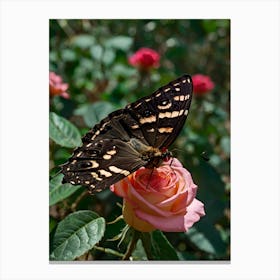 Butterfly On Rose Canvas Print