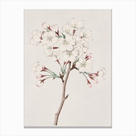 Cherry Blossoms Canvas Print