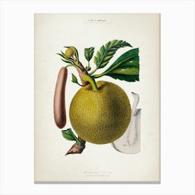 Vintage Denisse 7 Artocarpus Incisa Canvas Print