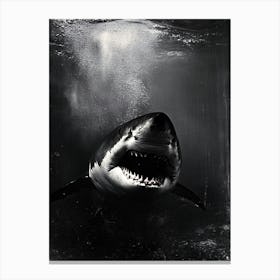 Great White Shark 1 Canvas Print