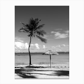 The Towering Palm Tree Canvas Print