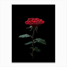 Single Red Rose On Black Background 39 Canvas Print