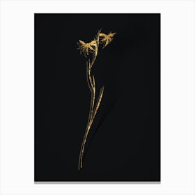 Vintage Gladiolus Watsonius Botanical in Gold on Black n.0386 Canvas Print