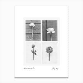 Ranunculus Botanical Collage 2 Canvas Print