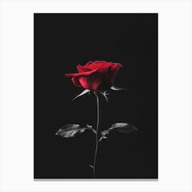 Dark Rose 146 Canvas Print