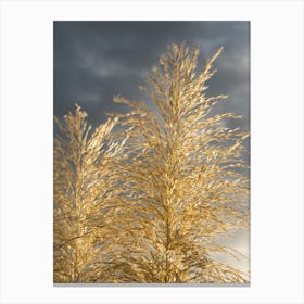 Golden pampas grass and soft grey clouds Canvas Print