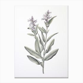 Sage Vintage Botanical Herbs 1 Canvas Print