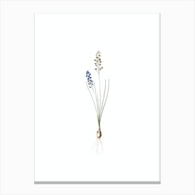 Vintage Autumn Squill Botanical Illustration on Pure White n.0852 Canvas Print