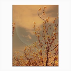 Serene Canvas Print