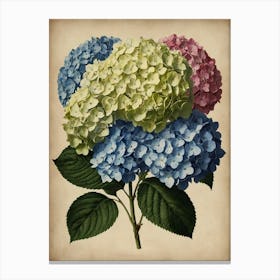 Hydrangeas Canvas Print