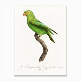 The Red Cheeked Parrot, Female From Natural History Of Parrots, Francois Levaillant Canvas Print