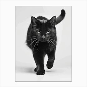 Black Cat Walking Canvas Print